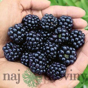 Černica beztŕňová Thornfree, v črepníku Rubus Thornfree