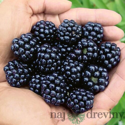 Černica beztŕňová Thornfree, v črepníku Rubus Thornfree
