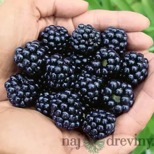 Černica beztŕňová Thornfree, v črepníku Rubus Thornfree