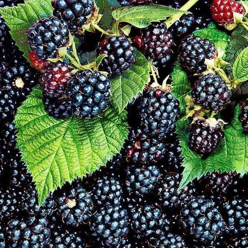 Černica beztŕňová Thornfree, výška 65/75 cm, v črepníku Rubus Fruticosus