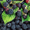 Černica beztŕňová Thornfree, výška 65/75 cm, v črepníku Rubus Fruticosus