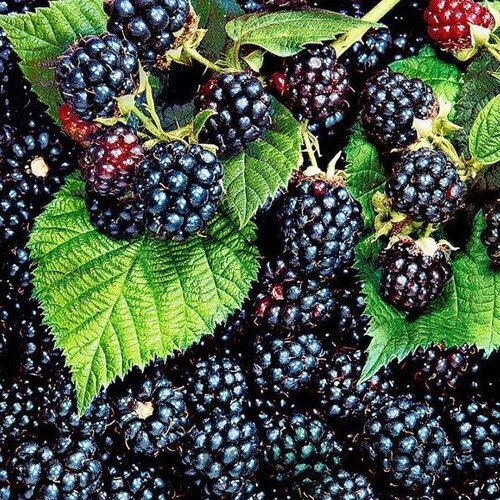 Černica beztŕňová Thornfree, výška 65/75 cm, v črepníku Rubus Fruticosus
