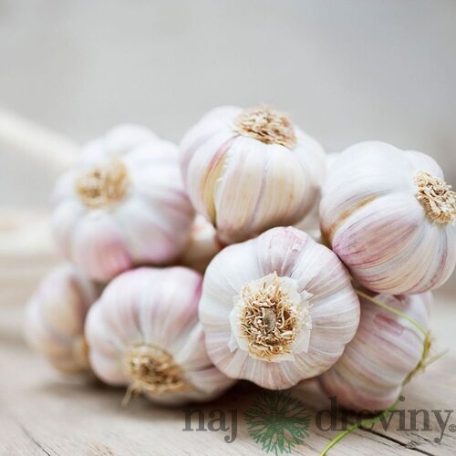 Cesnak FLAVOR jarný 500g, 45-55mm 6-7ks