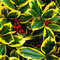 Cezmína Golden King 30/40 cm, v črepníku Ilex altaclerensis Golden King