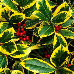 Cezmína Golden King 30/40 cm, v črepníku Ilex altaclerensis Golden King