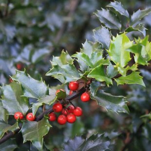 Cezmína meserveae x Blue Angel, 20/30 cm, v črepníku Ilex meserveae x Blue Angel