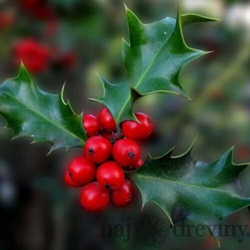 Cezmína modrá 20/40 cm, v črepníku ilex meserve 