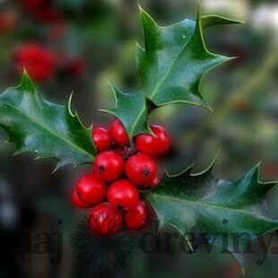 Cezmína modrá 20/40 cm, v črepníku ilex meserve 