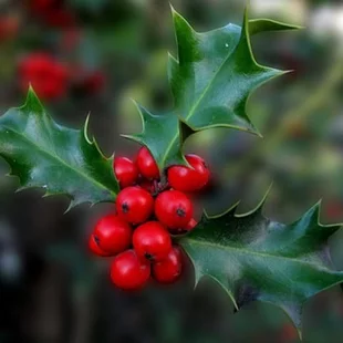 Cezmína modrá 20/40 cm, v črepníku ilex meserve 