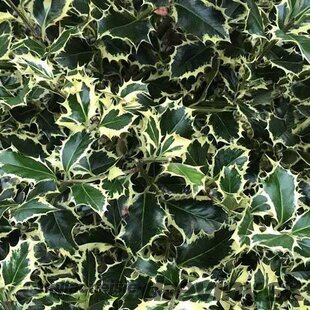 Cezmína ostrolistá Argentea Marginata na kmienku 100/120 cm, v črepníku 10l Ilex aquifolium ‘Argentea Marginata‘