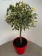 Cezmína ostrolistá Argentea Marginata na kmienku 60/80 cm, v črepníku Ilex aquifolium ‘Argentea Marginata‘