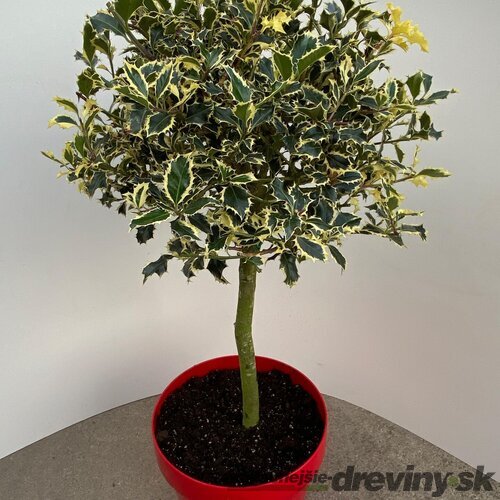 Cezmína ostrolistá Argentea Marginata na kmienku 60/80 cm, v črepníku Ilex aquifolium ‘Argentea Marginata‘