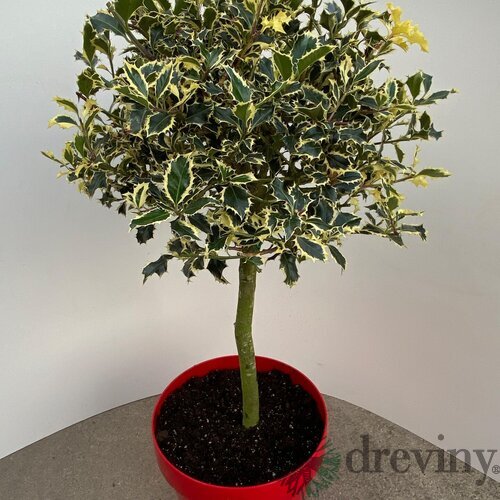 Cezmína ostrolistá Argentea Marginata na kmienku 60/80 cm, v črepníku Ilex aquifolium ‘Argentea Marginata‘