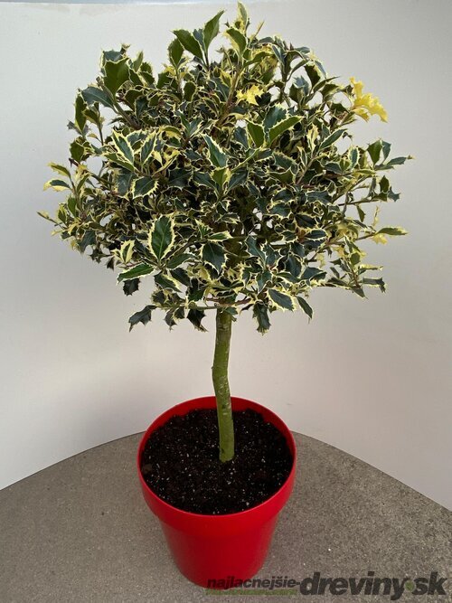 Cezmína ostrolistá Argentea Marginata na kmienku 60/80 cm, v črepníku Ilex aquifolium ‘Argentea Marginata‘