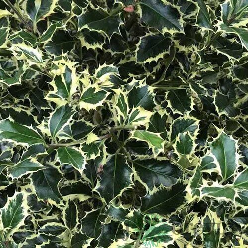 Cezmína ostrolistá Argentea Marginata na kmienku - multikmeň 140/160 cm, v črepníku 50l Ilex aquifolium ‘Argentea Marginata‘