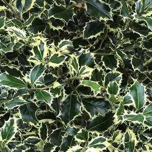 Cezmína ostrolistá Argentea Marginata na kmienku - multikmeň 140/160 cm, v črepníku 50l Ilex aquifolium ‘Argentea Marginata‘