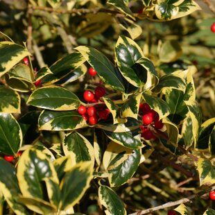 Cezmína ostrolistá Golden King na kmienku 100/120 cm, v črepníku 10l Ilex x altaclerensis ‘Golden King‘