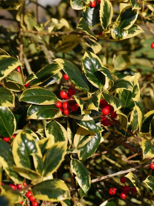 Cezmína ostrolistá Golden King na kmienku 100/120 cm, v črepníku 10l Ilex x altaclerensis ‘Golden King‘