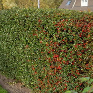 Cezmína ostrolistá HECKENFEE® na kmienku 60/80 cm, v črepníku Ilex meserveae HECKENFEE®