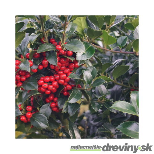Cezmína ostrolistá HECKENFEE® na kmienku 60/80 cm, v črepníku Ilex meserveae HECKENFEE®