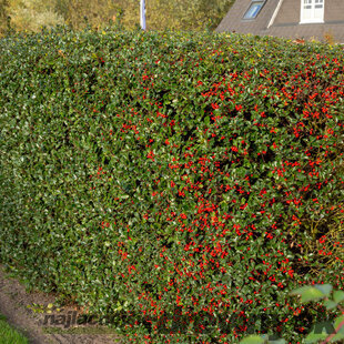 Cezmína ostrolistá HECKENFEE® na kmienku 60/80 cm, v črepníku Ilex meserveae HECKENFEE®