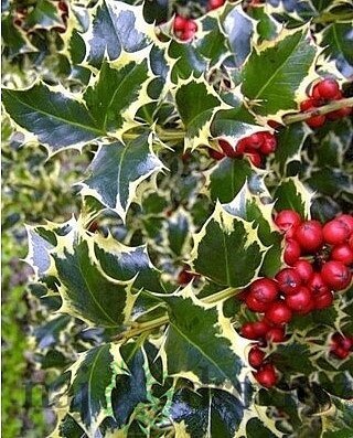 Cezmína Ostrolistá Ilex aquifolium