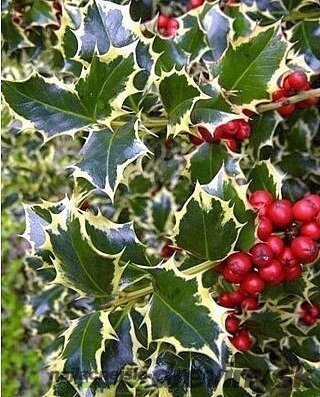 Cezmína Ostrolistá Ilex aquifolium