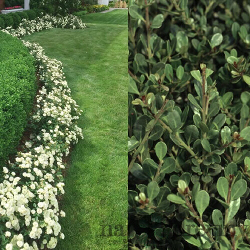 Cezmína vrúbkovaná Green Hedge (ideálny živý plot) 15/25 cm, v črepníku Ilex crenata Dark Green