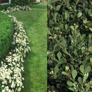 Cezmína vrúbkovaná Green Hedge (ideálny živý plot) 15/25 cm, v črepníku Ilex crenata Dark Green