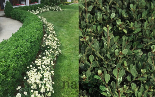 Cezmína vrúbkovaná Green Hedge (ideálny živý plot) 15/25 cm, v črepníku Ilex crenata Dark Green