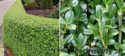 Cezmína vrúbkovaná Luxus Hedge (ideálny živý plot) 20/25 cm, v črepníku Ilex crenata Green Glory