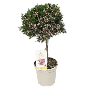Chamelaucium /Voskový kvet/ na kmienku 30/60 cm, v črepníku Chamelaucium uncinatum Waxflower