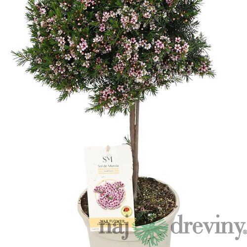 Chamelaucium /Voskový kvet/ na kmienku 30/60 cm, v črepníku Chamelaucium uncinatum Waxflower