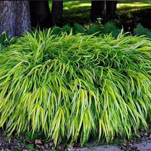 Chlpaňa ´Igel´- luzula 15/25 cm, v črepníku Luzula pilosa ‘Igel‘