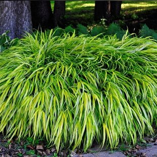 Chlpaňa ´Igel´- luzula 15/25 cm, v črepníku Luzula pilosa ‘Igel‘