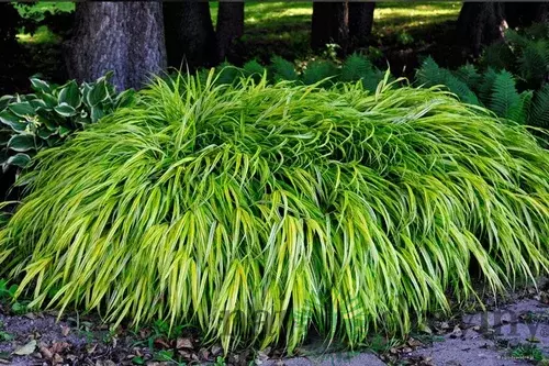 Chlpaňa ´Igel´- luzula 15/25 cm, v črepníku Luzula pilosa ‘Igel‘