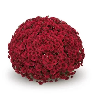 Chryzantéma Červená výška 40/60cm, v črepníku Chrysanthemum Red