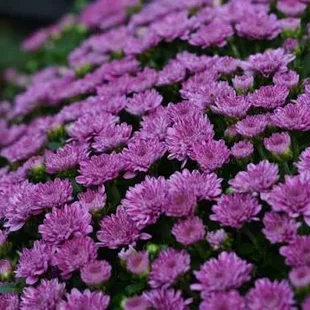 Chryzantéma Fialová výška 40/60cm, v črepníku Chrysanthemum Purple