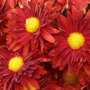 Chryzantéma MIX farieb,výška 15/30 cm, v črepníku Chrysanthemum