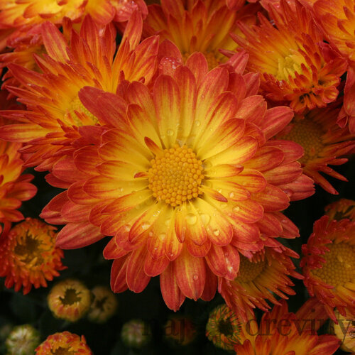 Chryzantéma MIX farieb,výška 40/60 cm, v črepníku Chrysanthemum