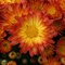 Chryzantéma MIX farieb,výška 40/60 cm, v črepníku Chrysanthemum
