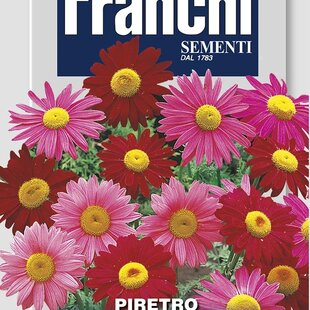 Chryzantéma ružová - ROBINSON‘S – ZMES FARIEB