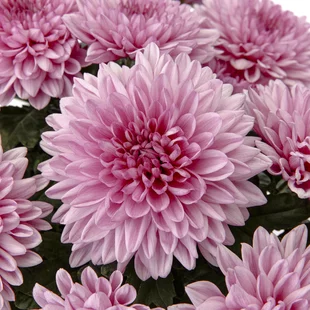 Chryzantéma ružová, výška 40/60 cm, v črepníku Chrysanthemum Pink