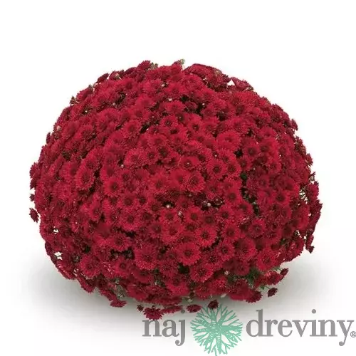 Chryzantéma XXXL Červená výška 40/60cm, v črepníku Chrysanthemum Red