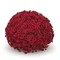 Chryzantéma XXXL Červená výška 40/60cm, v črepníku Chrysanthemum Red