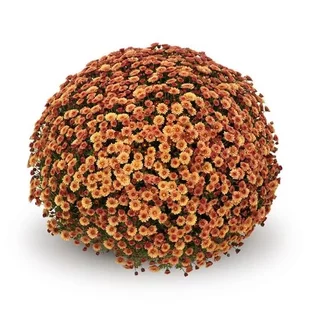 Chryzantéma Žlto- oranžová výška 40/60cm, v črepníku Chrysanthemum