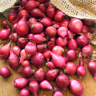 Cibuľa sadzačka KARMEN 250g, 8-16mm