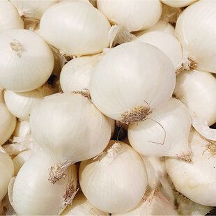 Cibuľa sadzačka SNOWBALL 250g, 8-16mm