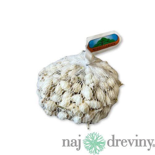 Cibuľa sadzačka SNOWBALL 500g, 8-16mm