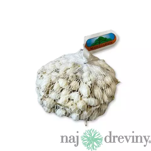 Cibuľa sadzačka SNOWBALL 500g, 8-16mm